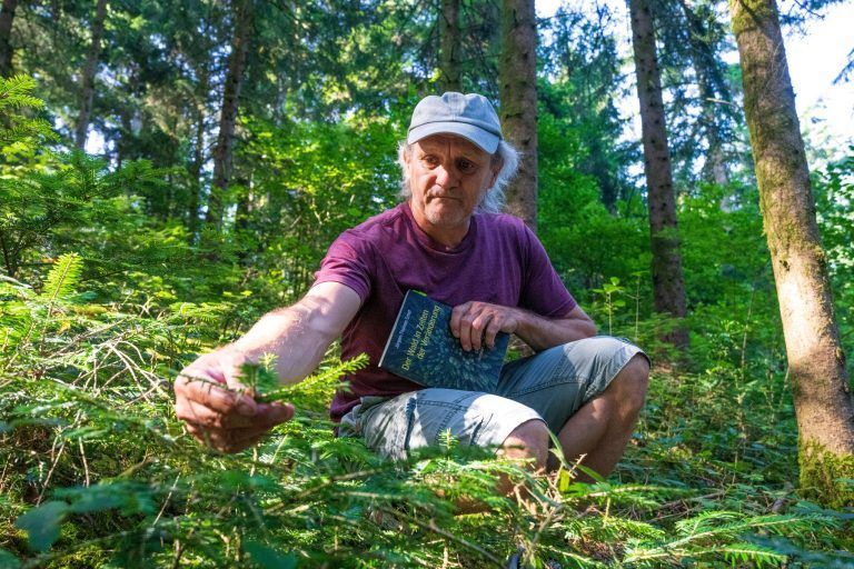 Was Vorarlbergs Wälder nach der Fichte stärker macht