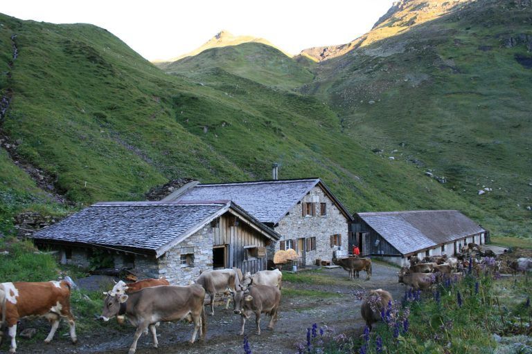 Käseland Vorarlberg Milch Kuh