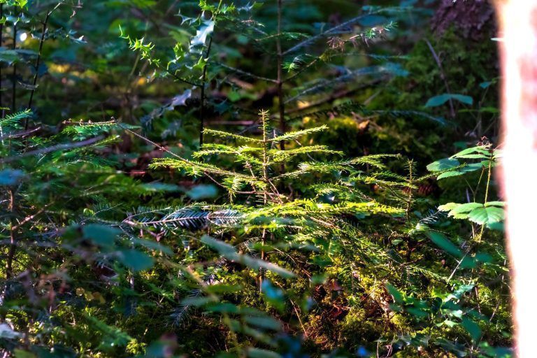 Was Vorarlbergs Wälder nach der Fichte stärker macht