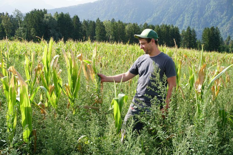 Stefan Walter, Landwirt, Trockenheit