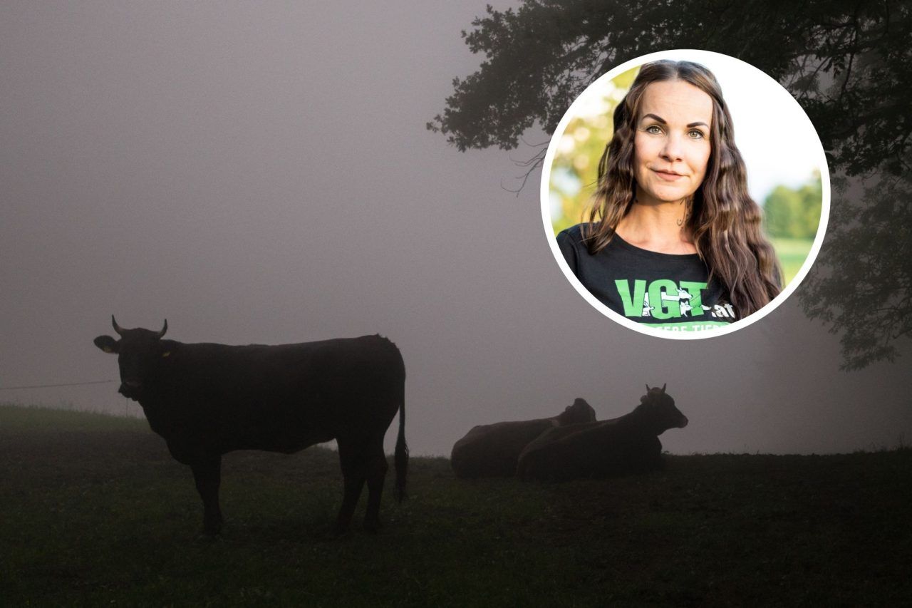 "Wir sind fassungslos": Vorarlberger Tierarzt soll nachts mit Schlägen auf Kühe losgegangen sein