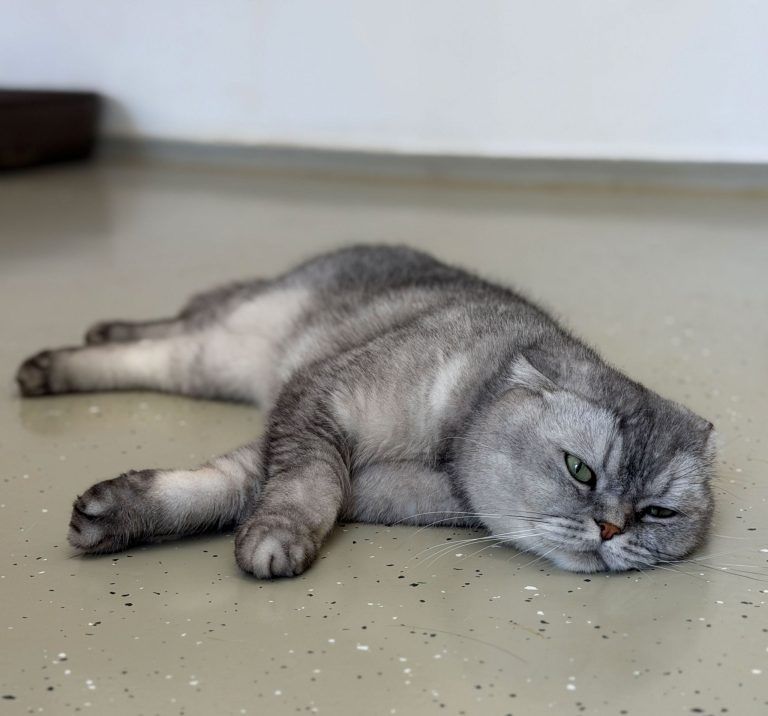 Knickohren und volle Gehege zum Weltkatzentag im Tierschutzheim Dornbirn