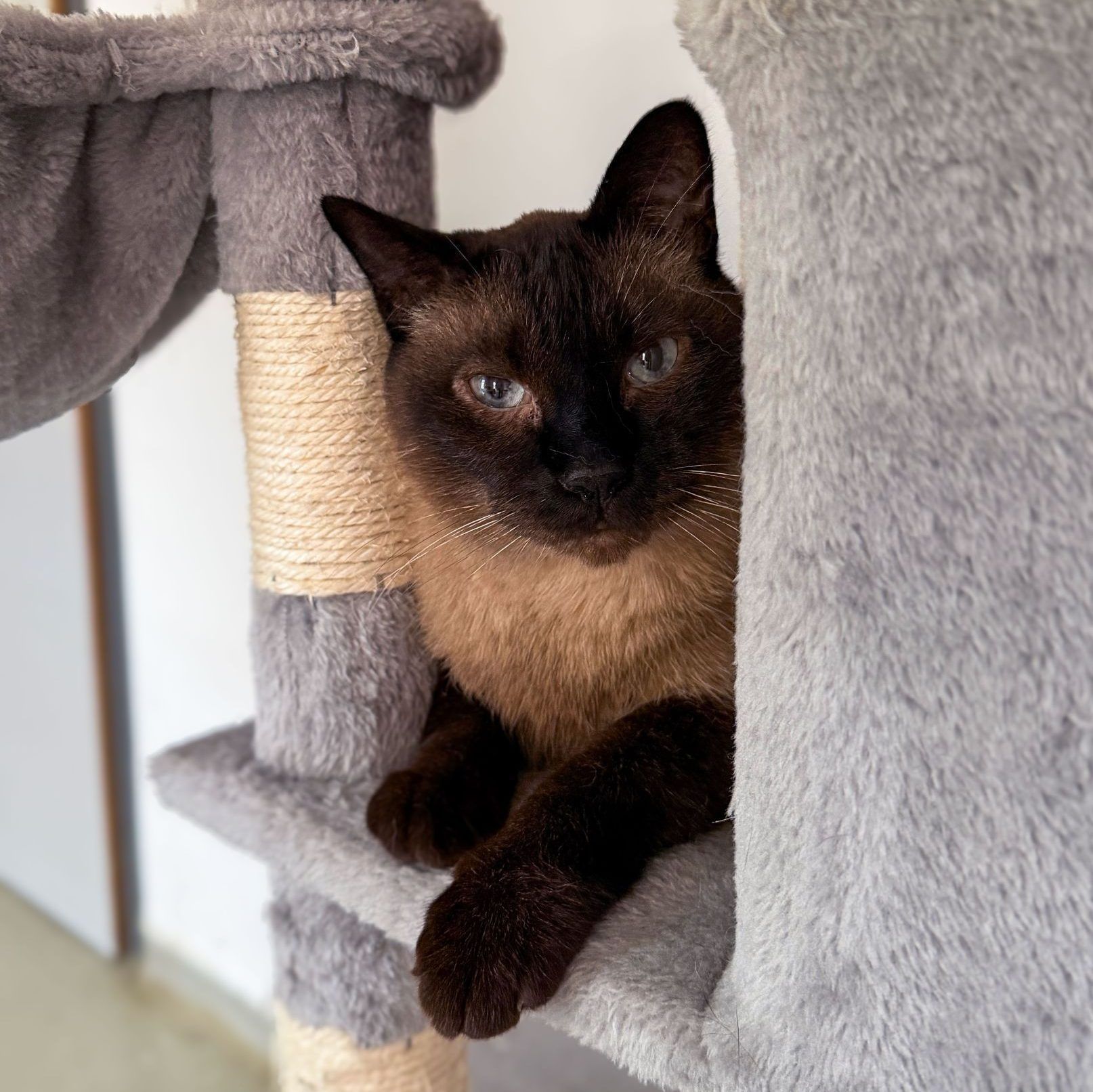 Knickohren und volle Gehege zum Weltkatzentag im Tierschutzheim Dornbirn