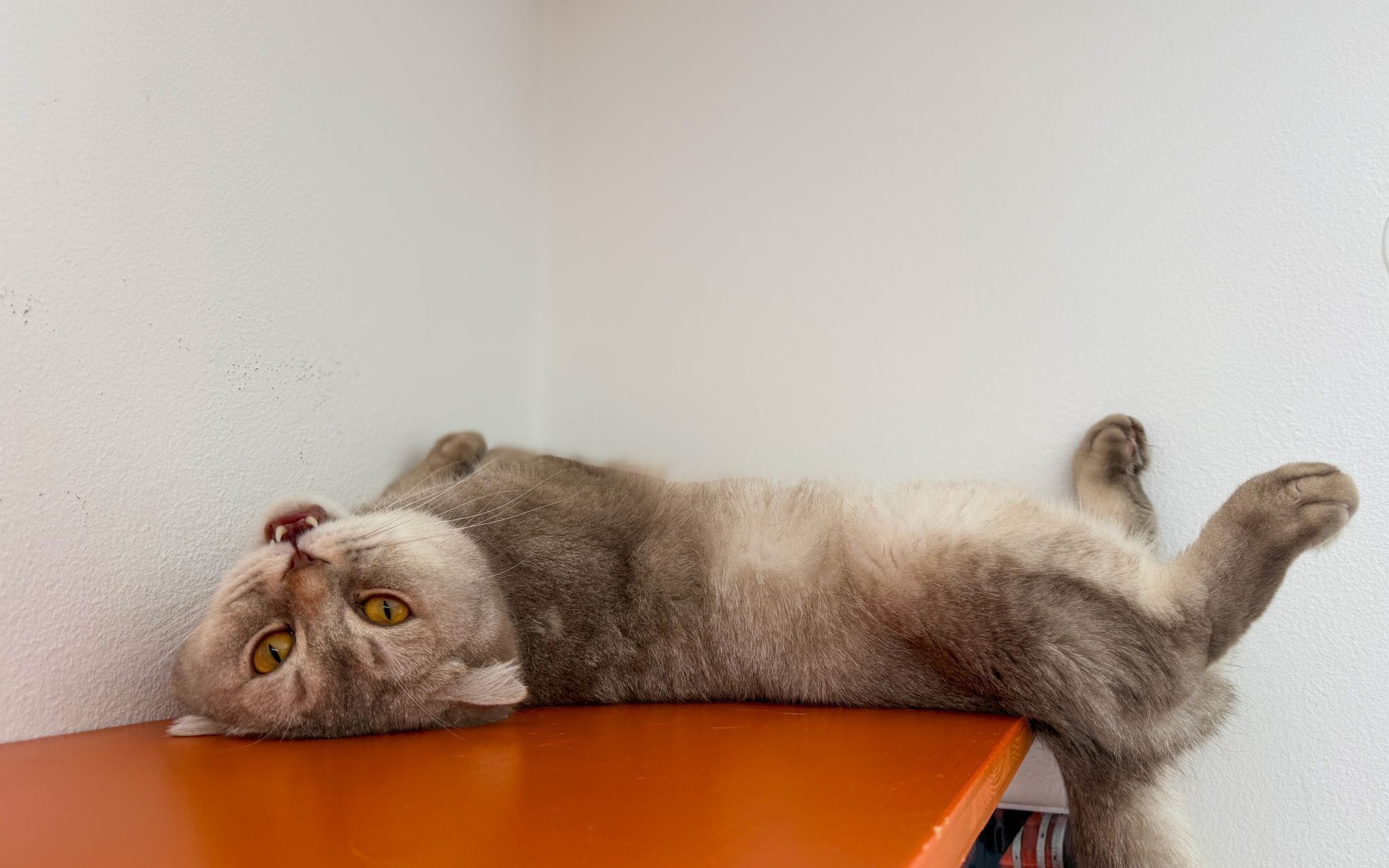 Knickohren und volle Gehege zum Weltkatzentag im Tierschutzheim Dornbirn