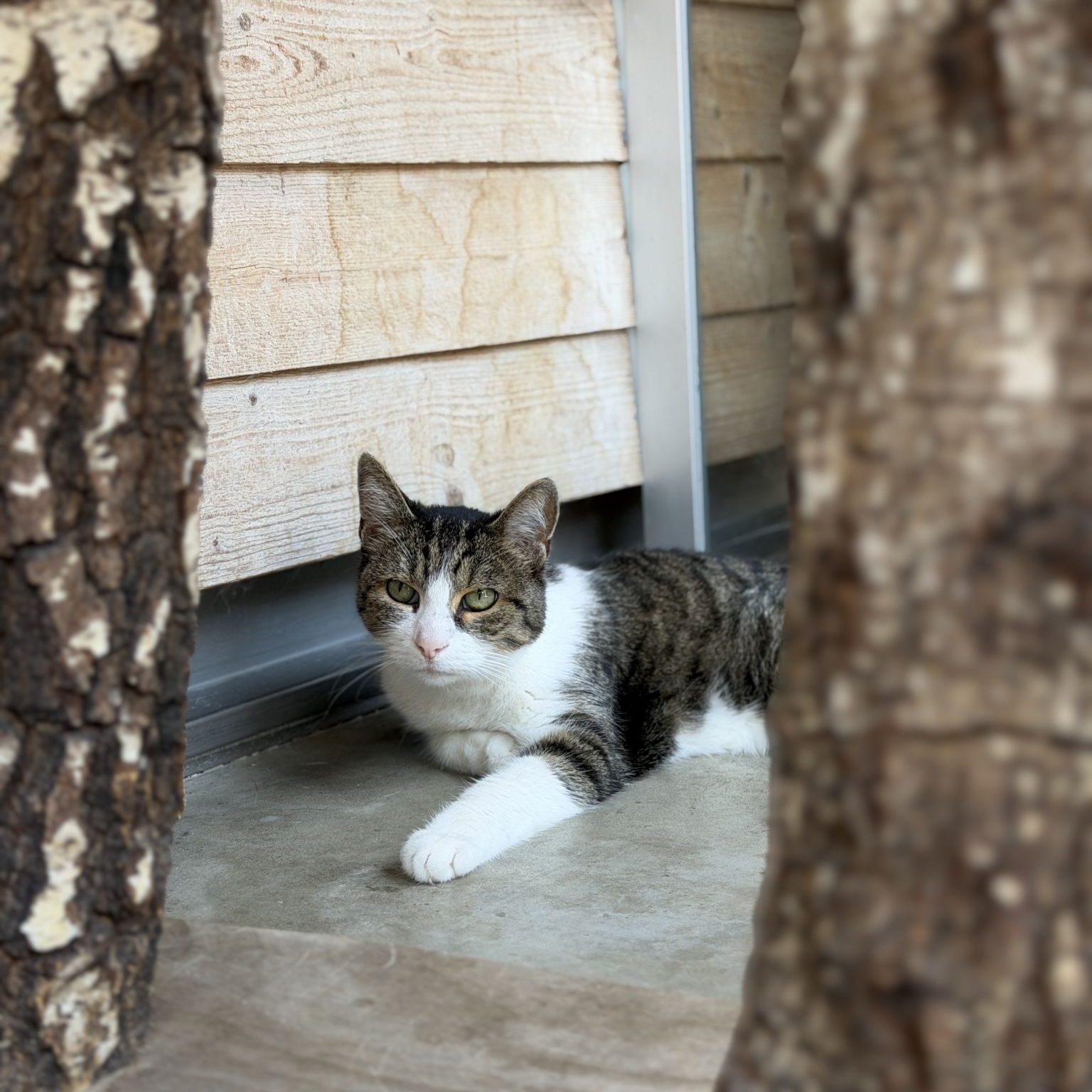 Knickohren und volle Gehege zum Weltkatzentag im Tierschutzheim Dornbirn