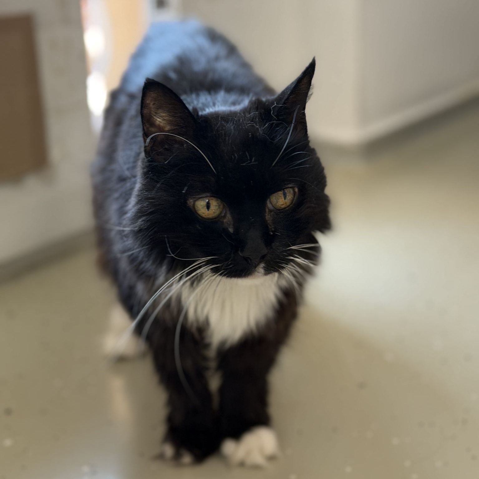 Knickohren und volle Gehege zum Weltkatzentag im Tierschutzheim Dornbirn