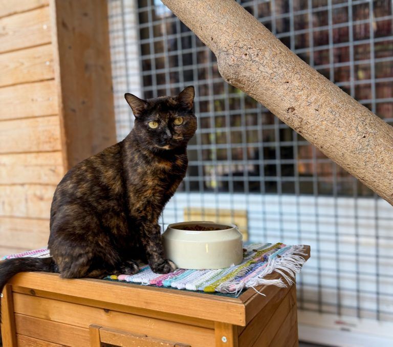 Knickohren und volle Gehege zum Weltkatzentag im Tierschutzheim Dornbirn