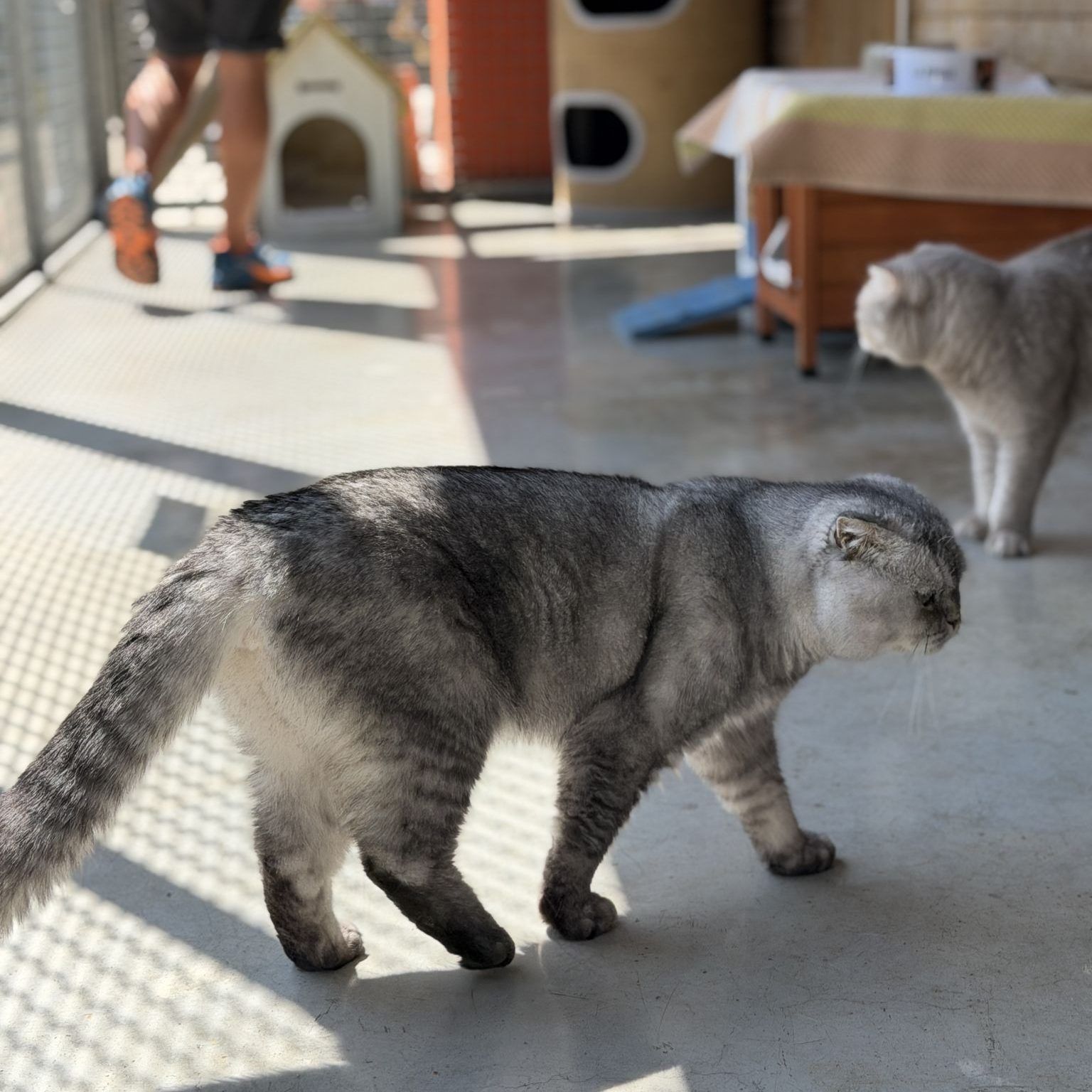 Knickohren und volle Gehege zum Weltkatzentag im Tierschutzheim Dornbirn