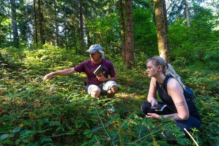 Was Vorarlbergs Wälder nach der Fichte stärker macht