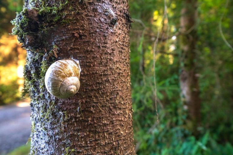 Was Vorarlbergs Wälder nach der Fichte stärker macht