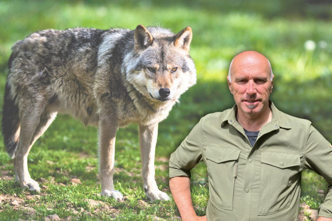 Erneut Wolfsrisse im Montafon? Mehrere Tiere auf Alpe verletzt