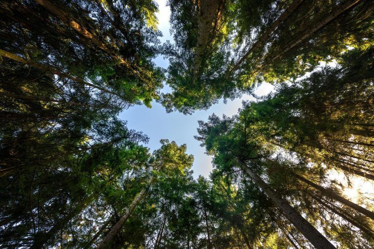 Was Vorarlbergs Wälder nach der Fichte stärker macht