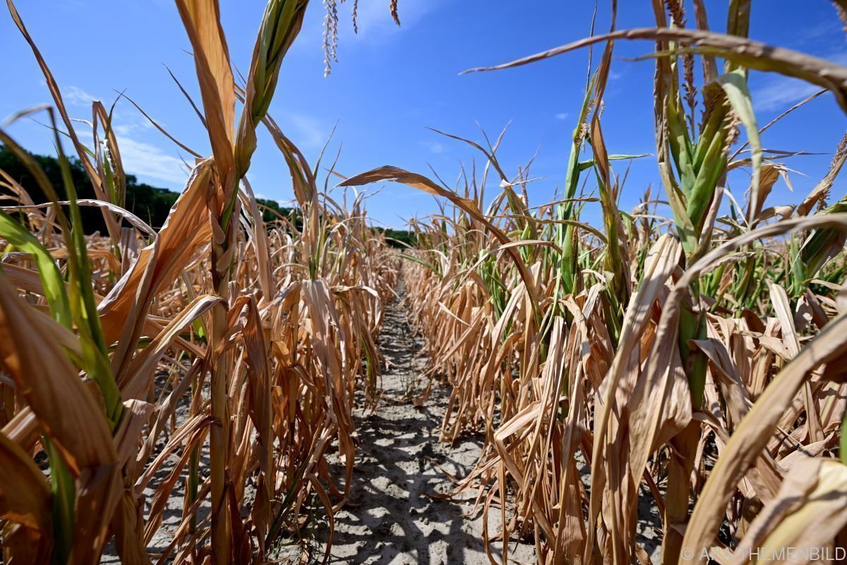 Frankreich befürchtet nach Extremsommer Ernteeinbußen
