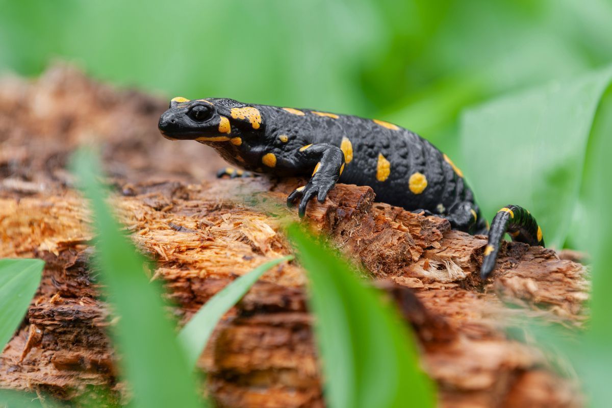 Tag des Feuersalamanders erinnert an "Salamanderfresser"