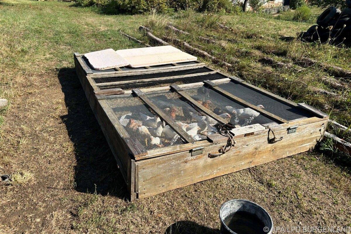 59-Jährigem im Burgenland 160 Tiere abgenommen