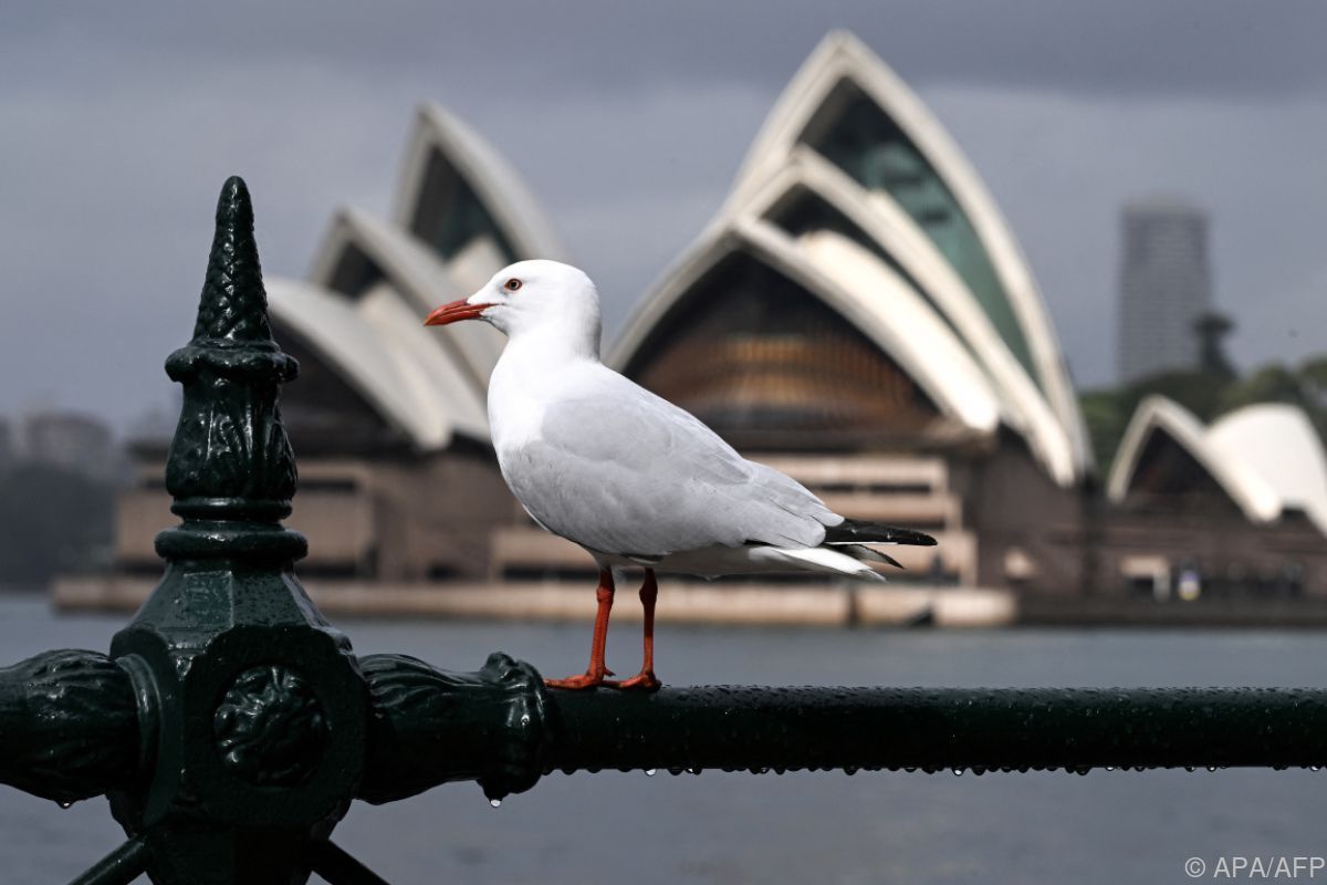 Vogelgrippe bedroht Australiens einzigartige Tierwelt