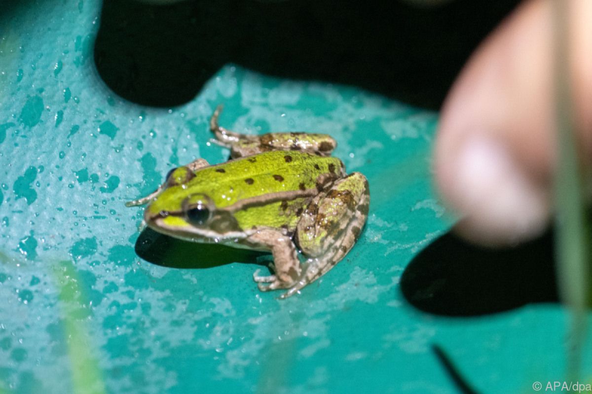 Amphibien leiden unter Trockenheit und Wassermangel