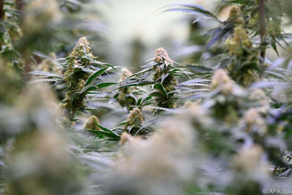 Polizei fand fast zwölf Kilo Cannabis bei Pkw-Kontrolle