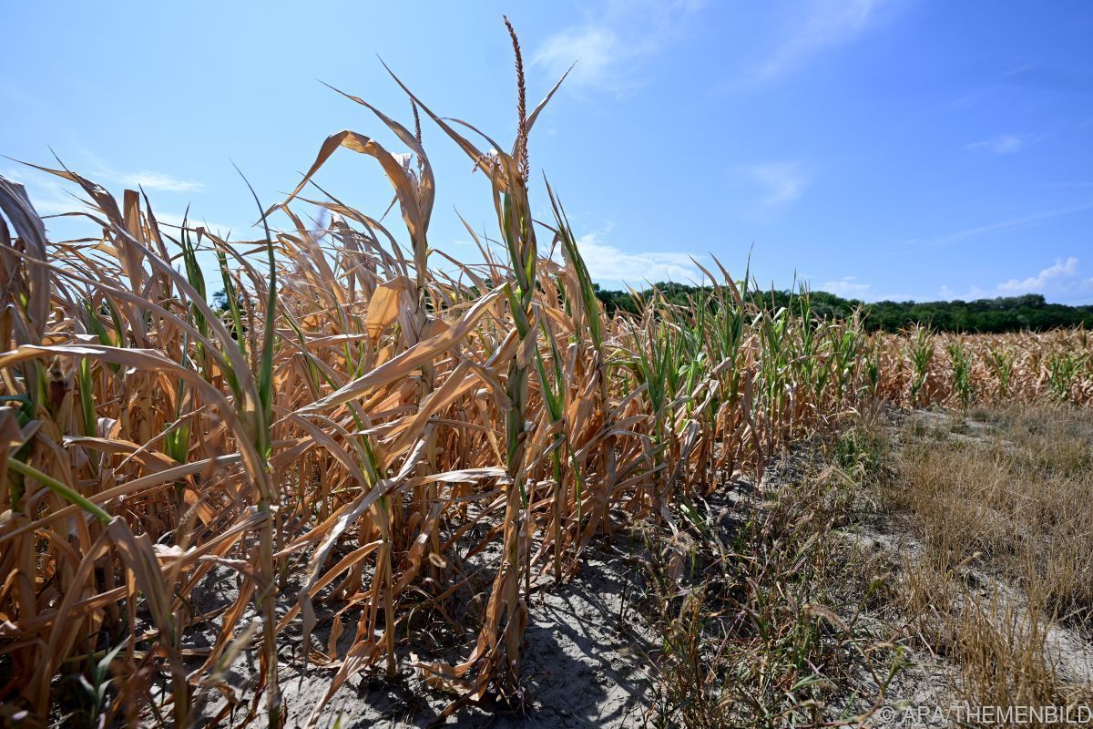 Grüne berufen Sondersitzung zu Klimaschutz ein