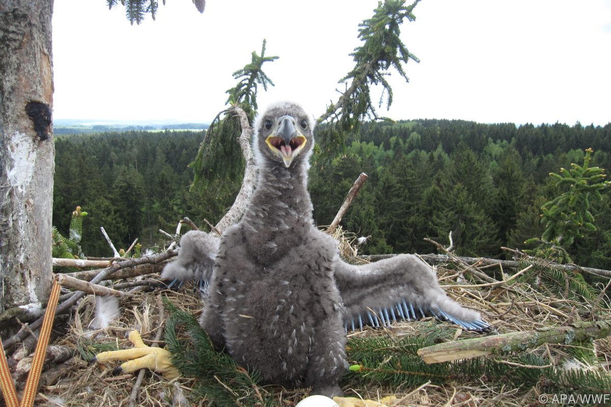 Seeadler-Bestand in Österreich auf Rekordhoch