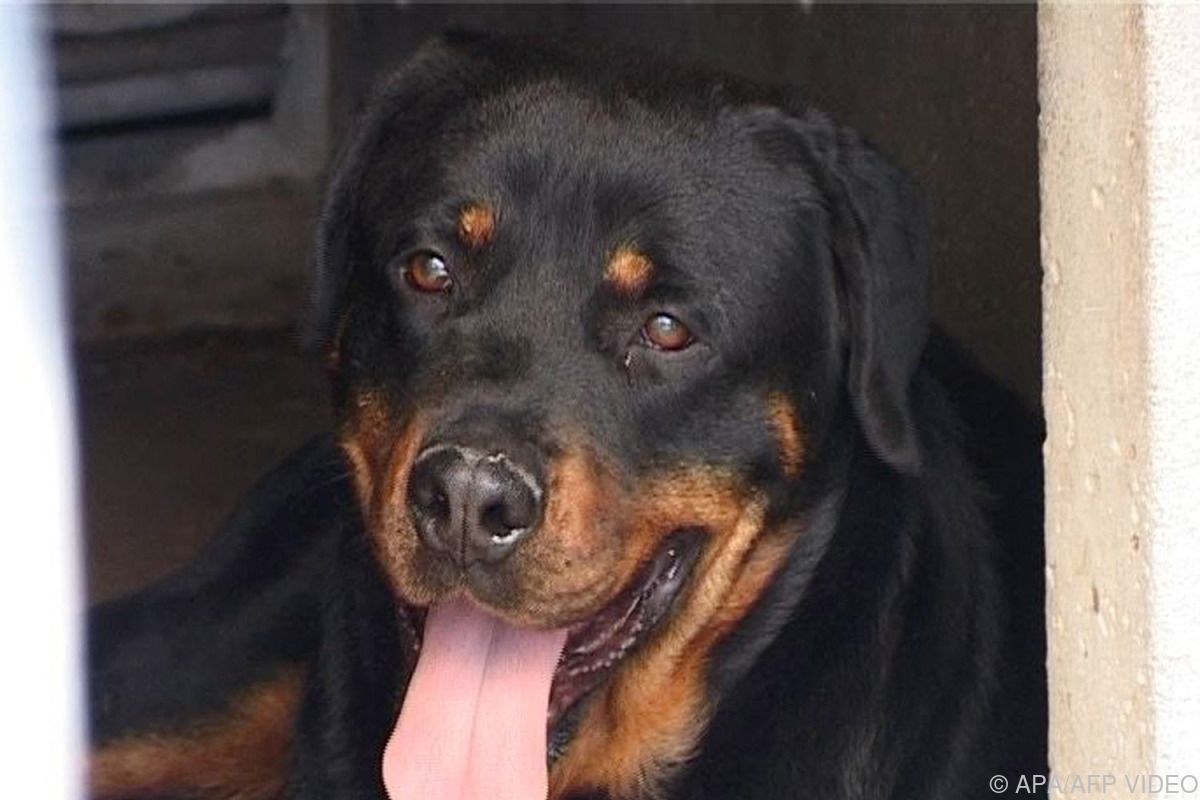 Steirerin vom eigenen Hund lebensgefährlich verletzt