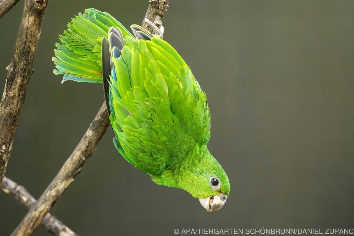 Nachwuchs bei den Rotspiegel-Amazonen in Schönbrunn