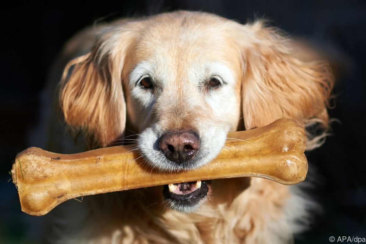 Wachhund versuchte in den USA mit Einbrecher zu spielen