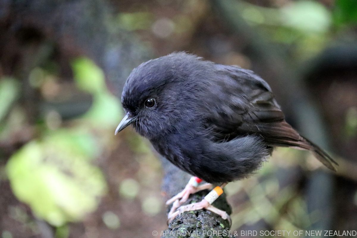 Karure zu Neuseelands Vogel des Jahres gewählt