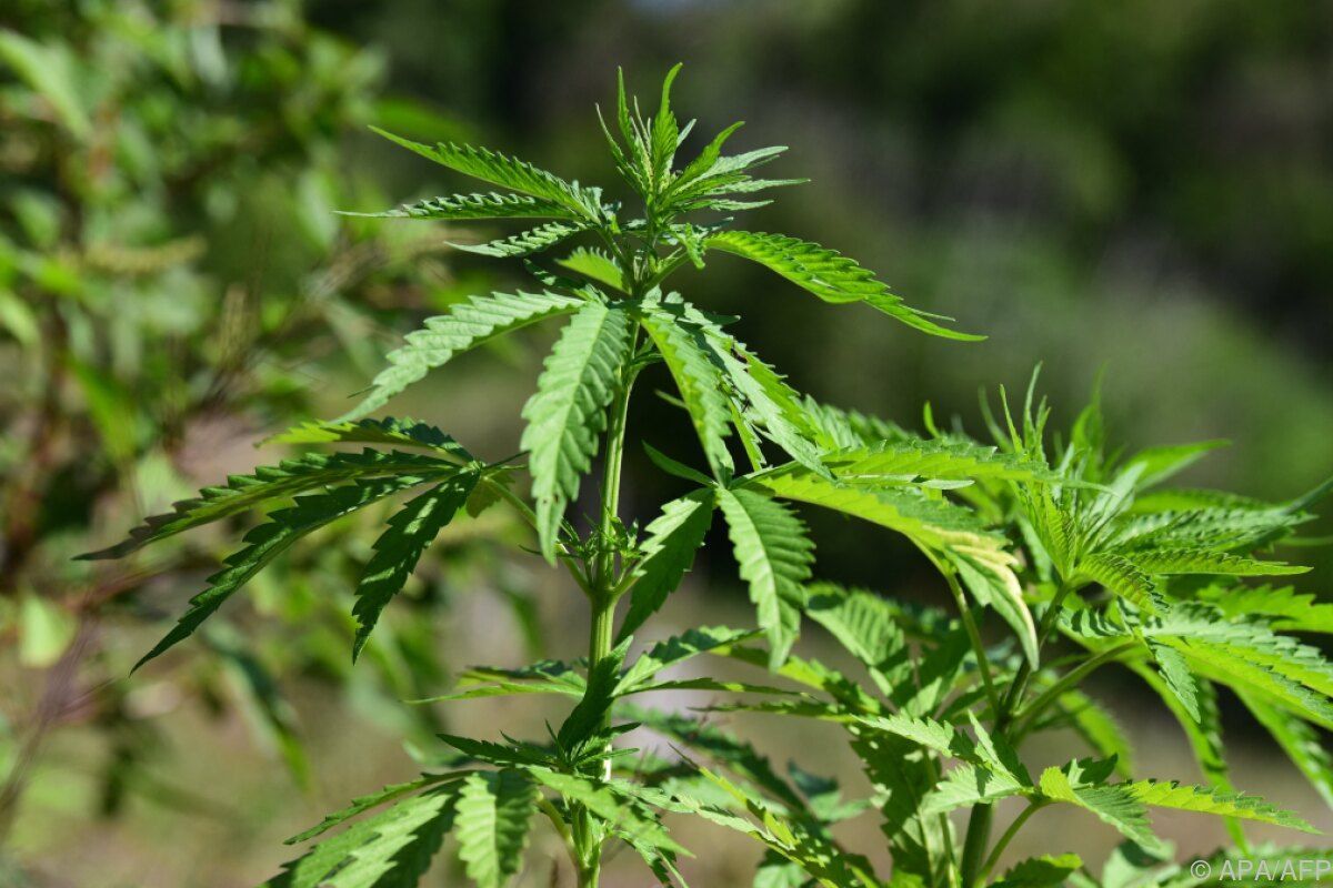 Deutscher wog Marihuana auf Waage in Supermarkt ab