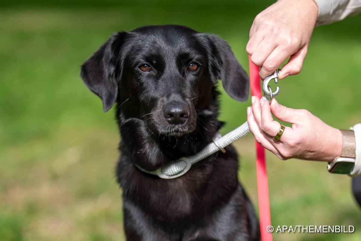 Tierheim in Wien such Hunde-Pflegestellen wegen Umbaus