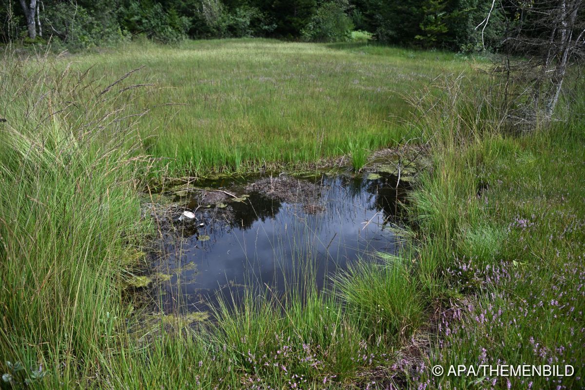 Weiter viel Kritik an neuem Vorarlberger Naturschutzgesetz