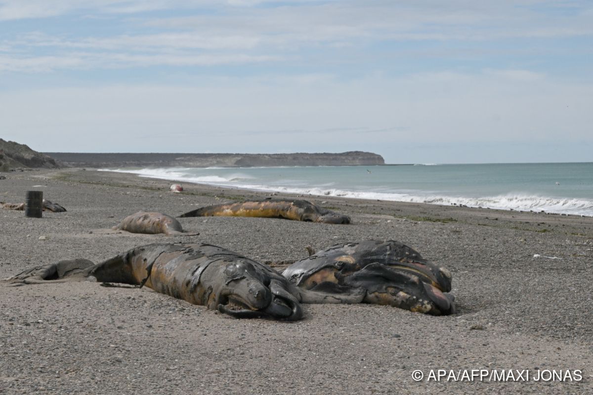 Dutzende tote Jungwale in Argentinien an Küste gespült