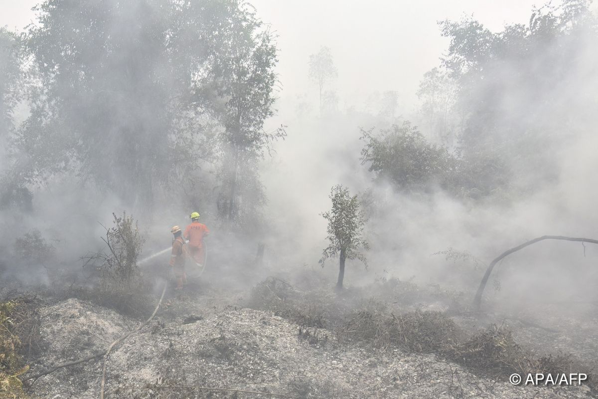 Waldbrände auf Borneo bedrohen Orang-Utans
