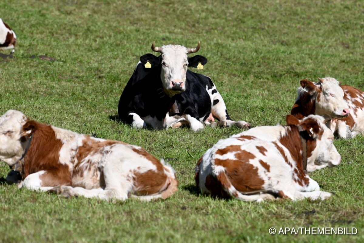Stier verletzte in Tirol zwei Personen