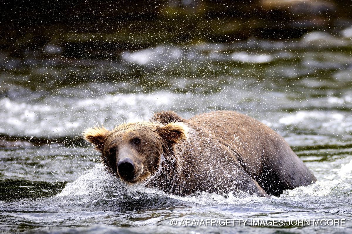 Braunbär "Backpack" gewinnt "Fat Bear"-Wahl