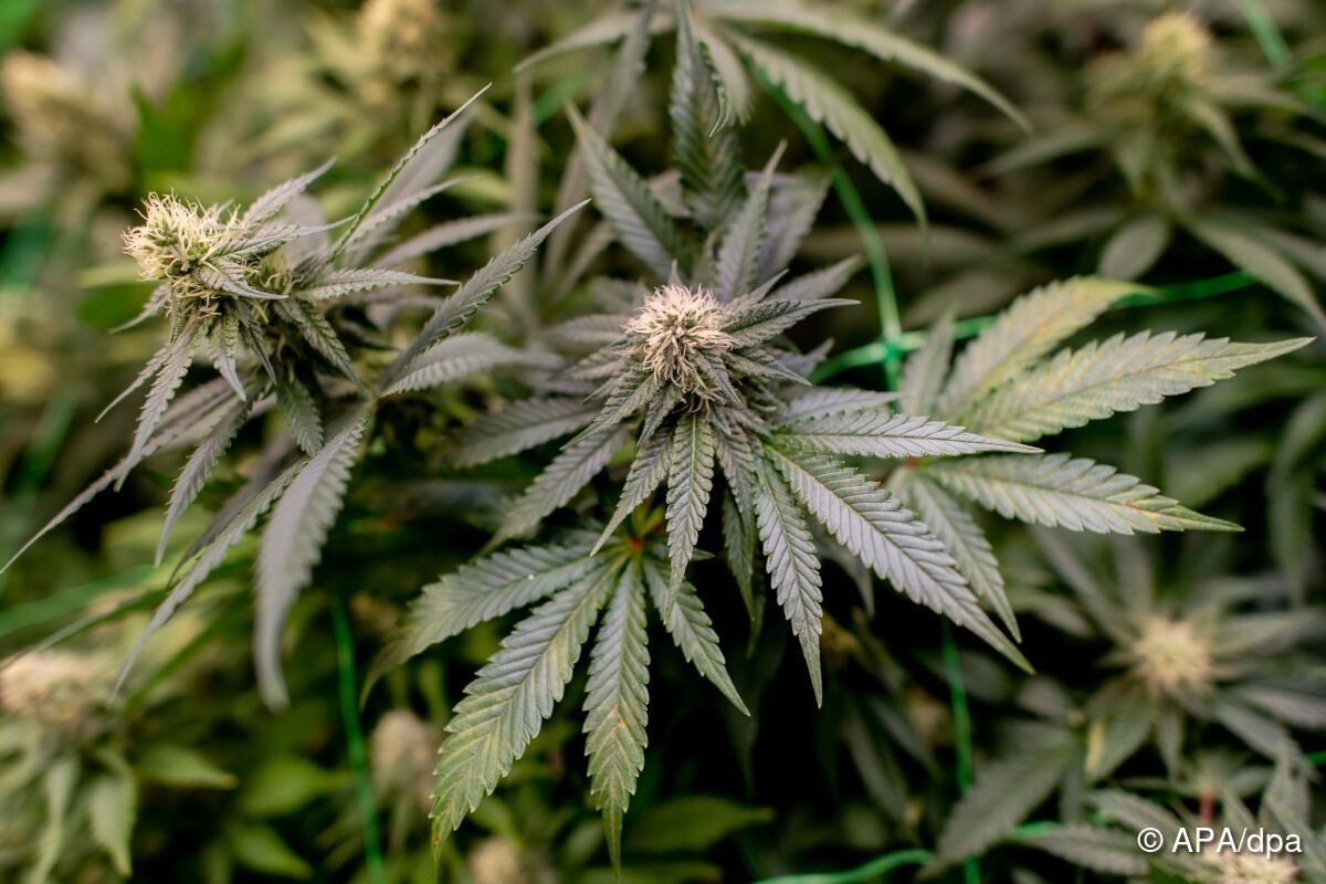 Cannabis in Umzugskartons per Taxi durch Wien transportiert