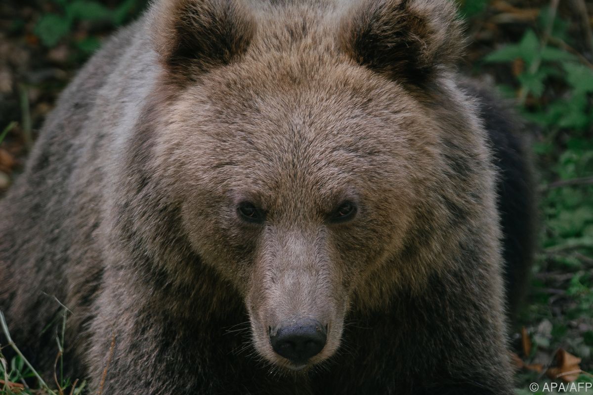In Alaska sucht man dicksten Bär