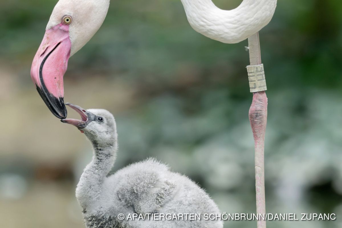 Flamingos im Tiergarten Schönbrunn bekamen Nachwuchs