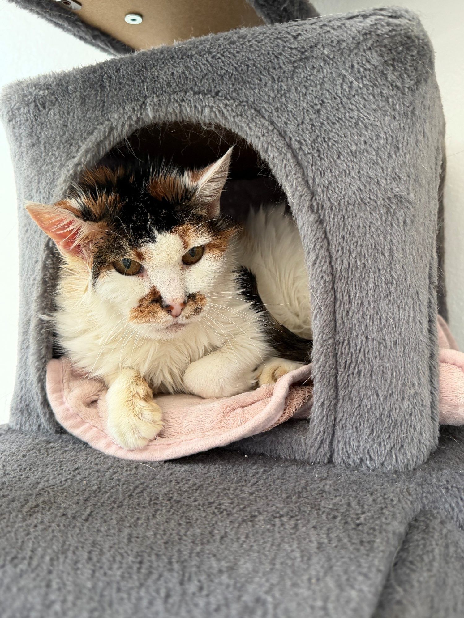 Katzen-Omi Tinka ist sehr verschmust