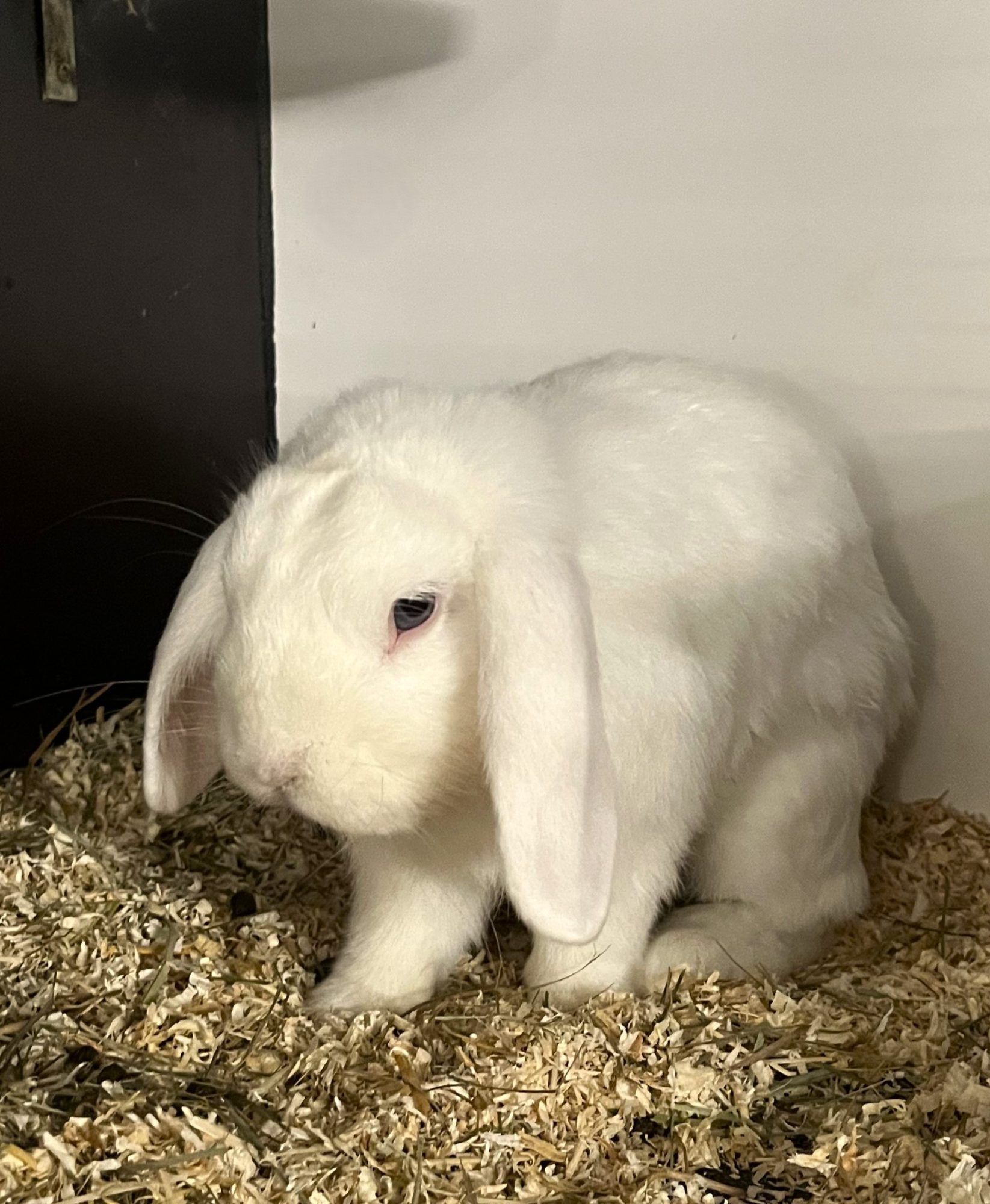 Olli sucht gemeinsam mit Oskar ein neues Zuhause