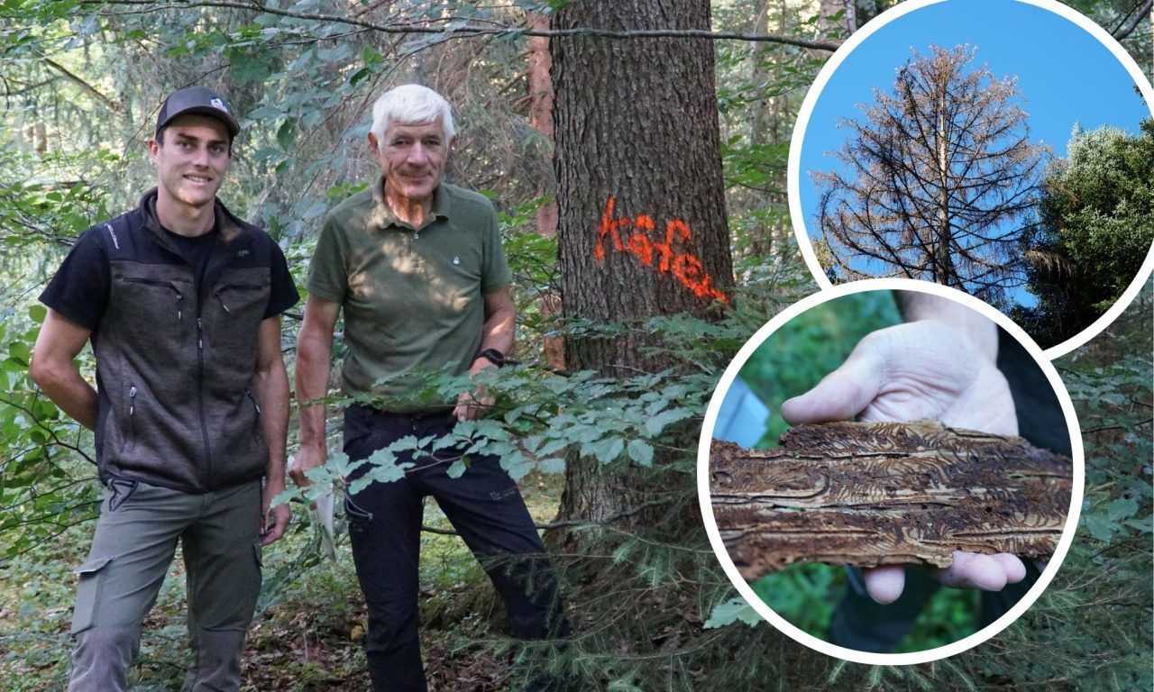 Der Wald wirkt gesund. Unter der Rinde brütet die Gefahr