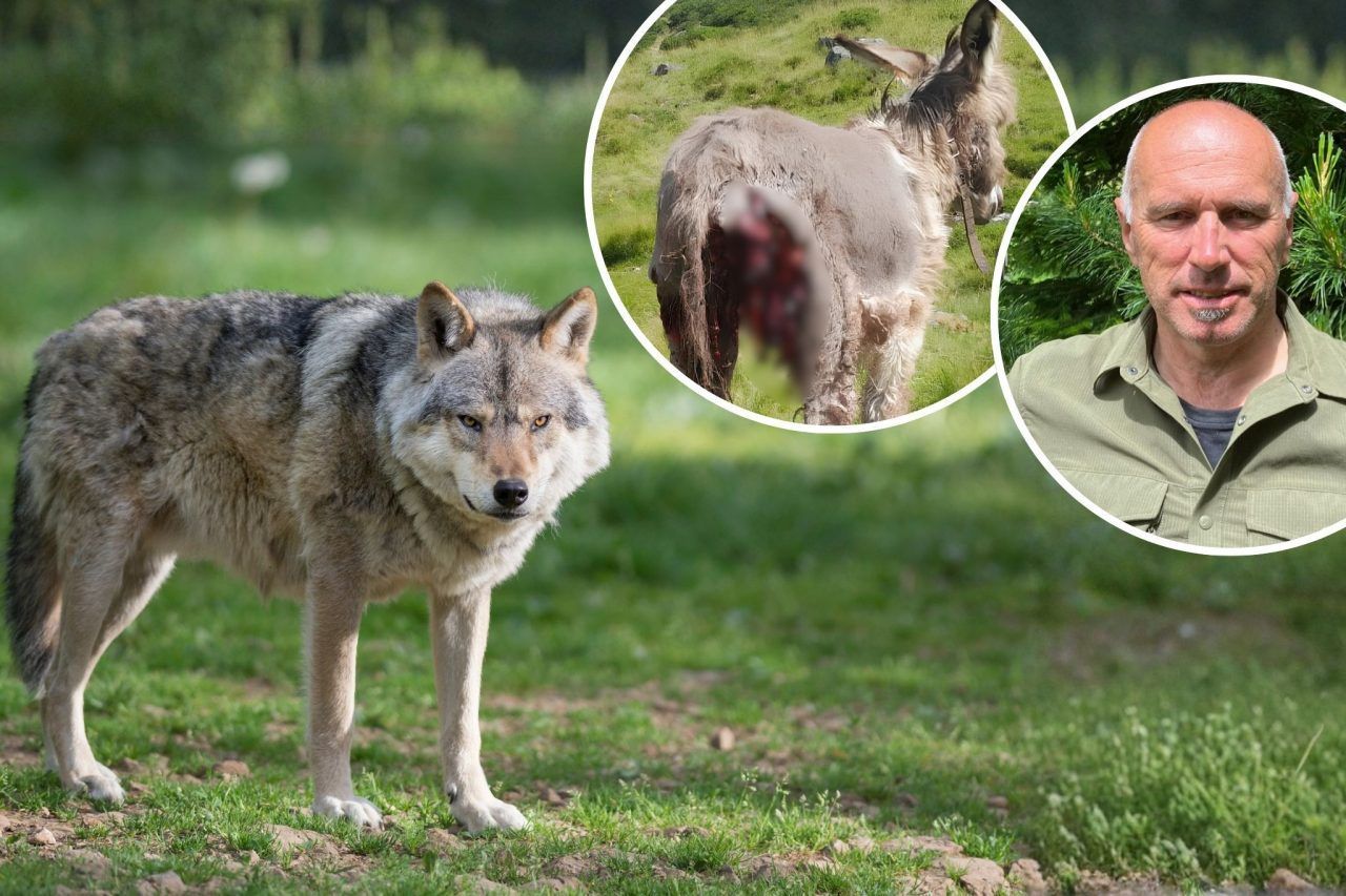 Wolfsrisse im Montafon: DNA-Ergebnis sorgt für Überraschung
