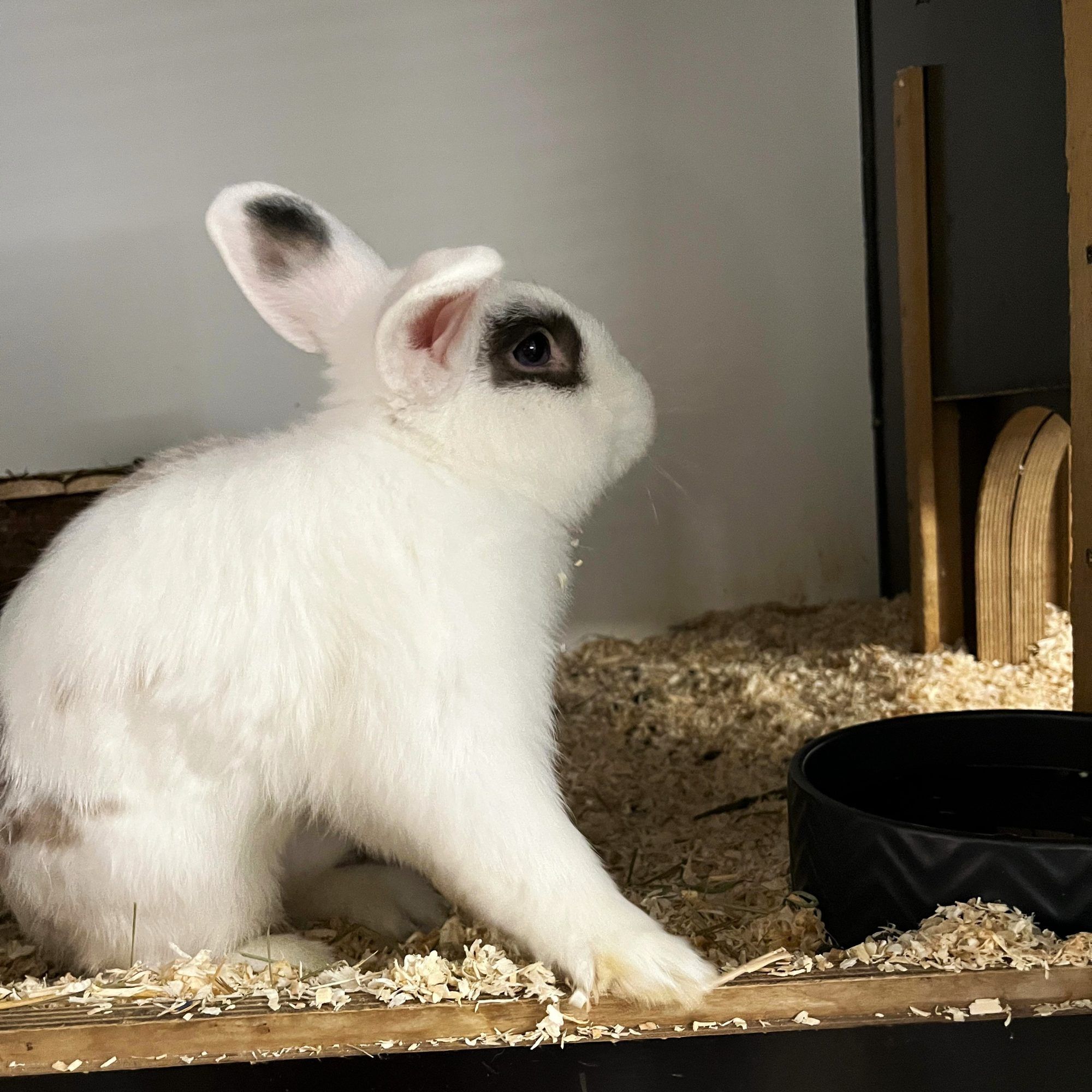 Oskar möchte mit Olli zusammenbleiben