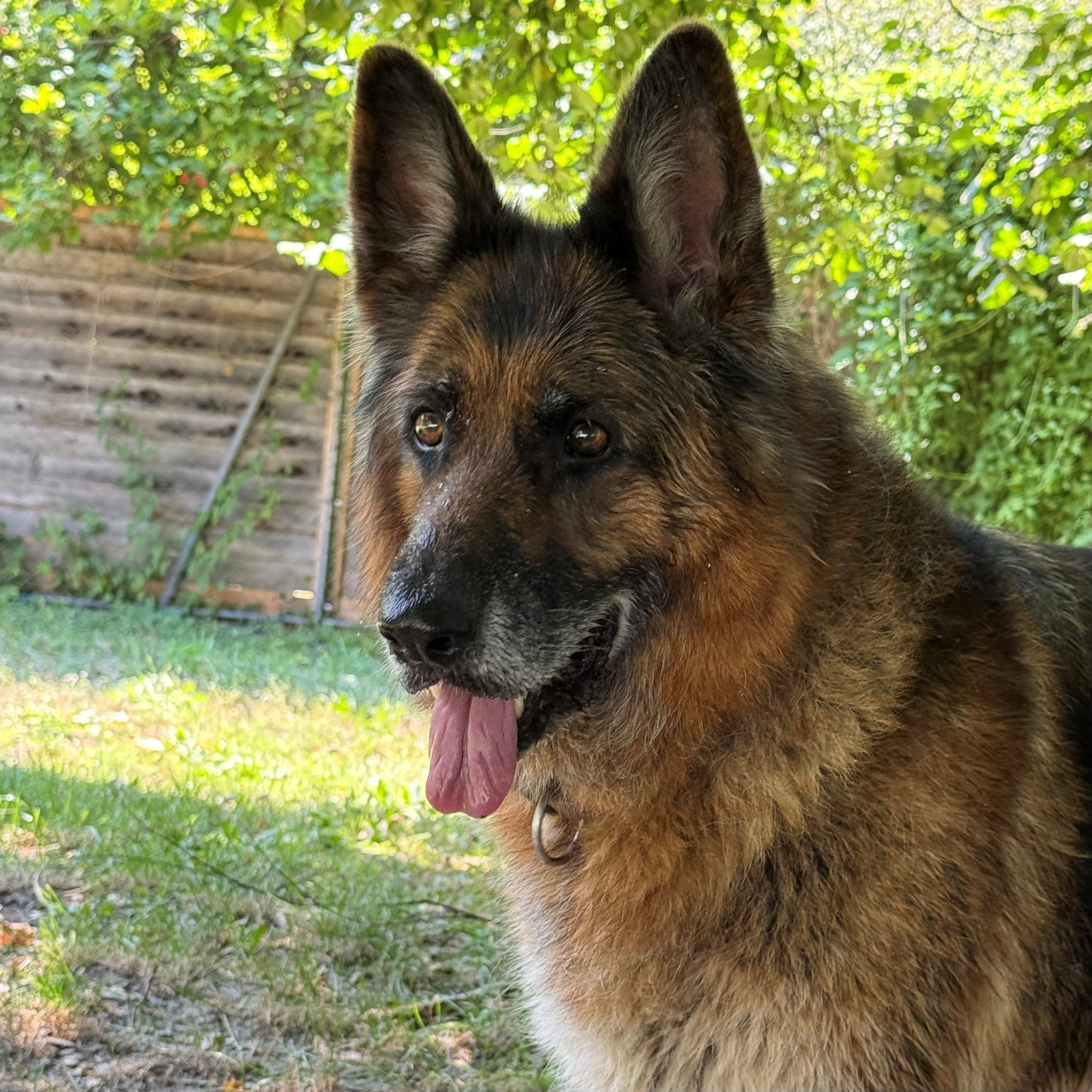 Luna – treue Schäferdame mit großem Herzen