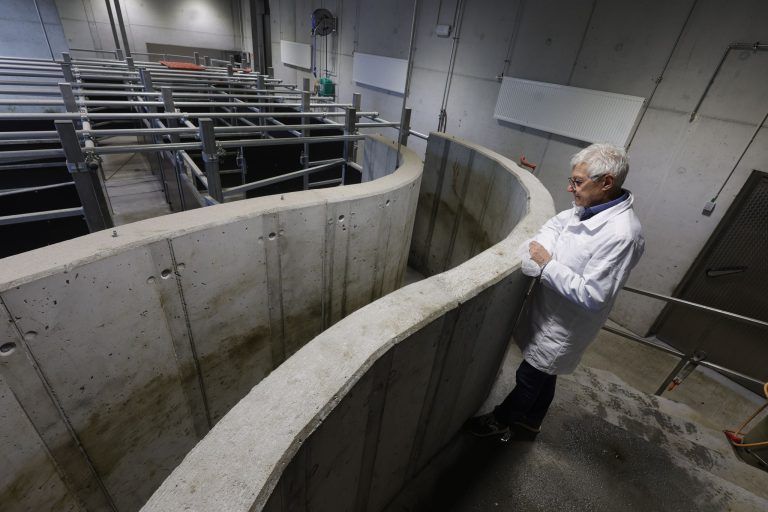 Hinter den Kulissen: So funktioniert der neue Schlachthof in Rankweil