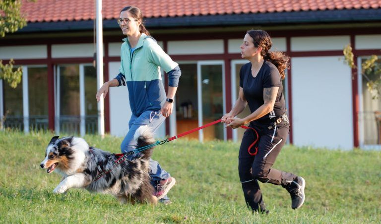 Vorarlbergs einzige Canicross-Trainerin zeigt, wie der Hund zum Laufpartner wird