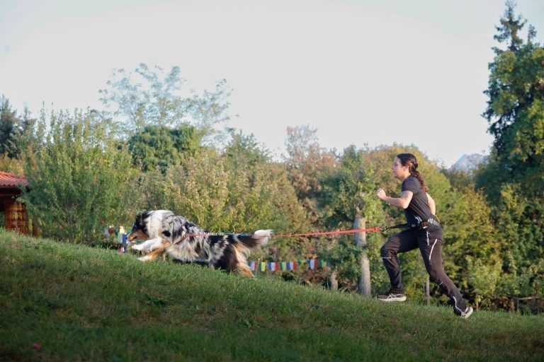 Vorarlbergs einzige Canicross-Trainerin zeigt, wie der Hund zum Laufpartner wird