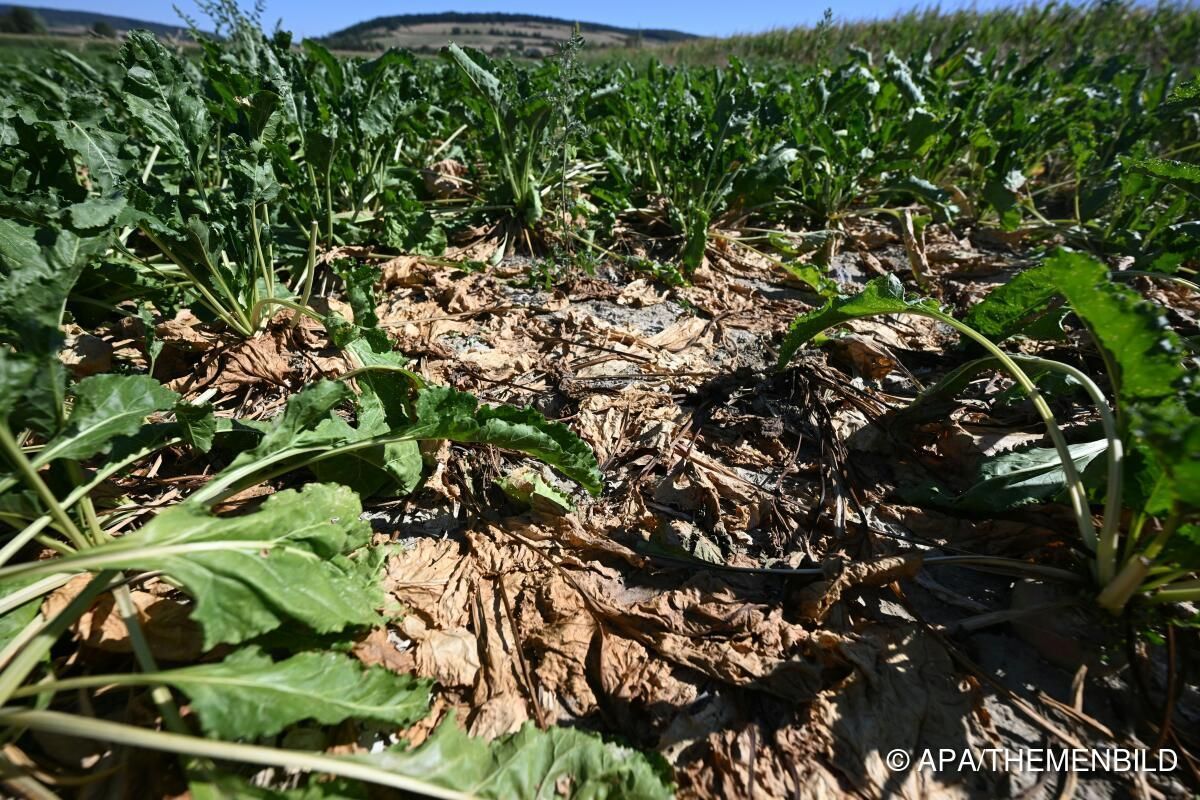 Agrana-Zuckerproduktion wegen Dürre deutlich niedriger