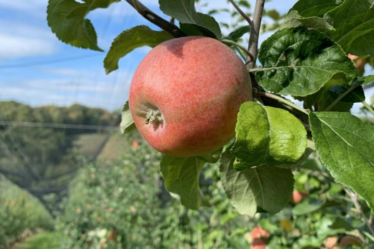 Spar und Frutura testen Anbau alter Apfelsorten