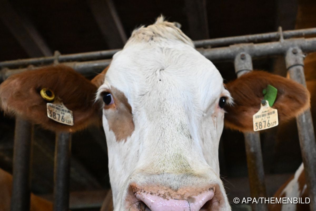 Neun von zehn Österreichern für Transparenz bei Tierhaltung